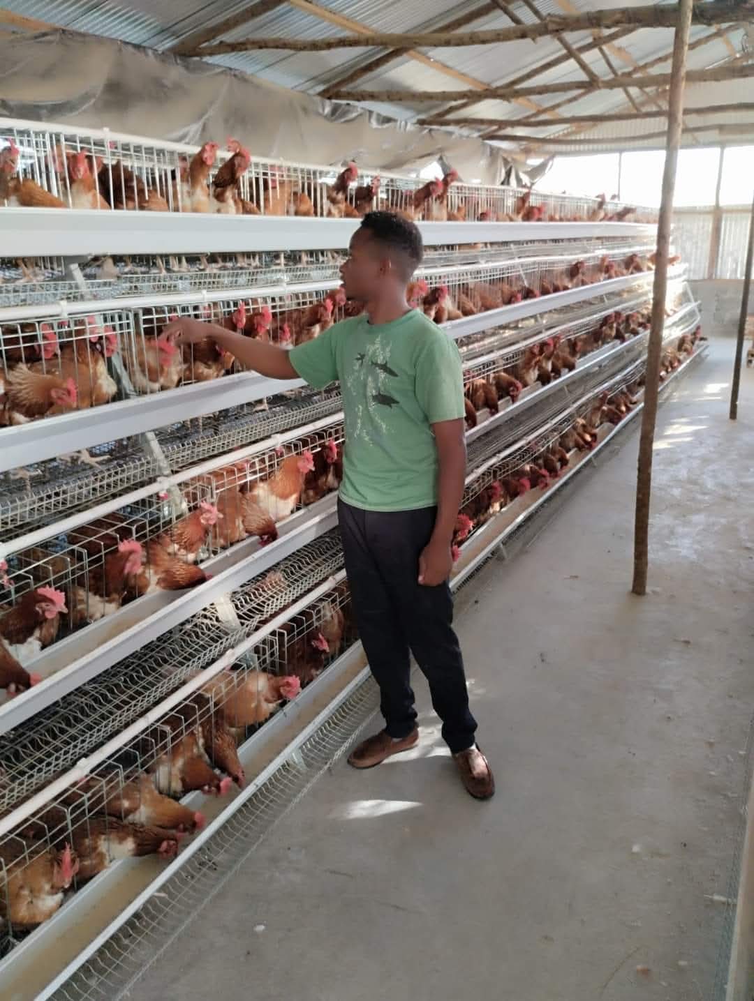 A-Type vs H-Type Chicken Cages in Kenya – Which One Should You Choose?