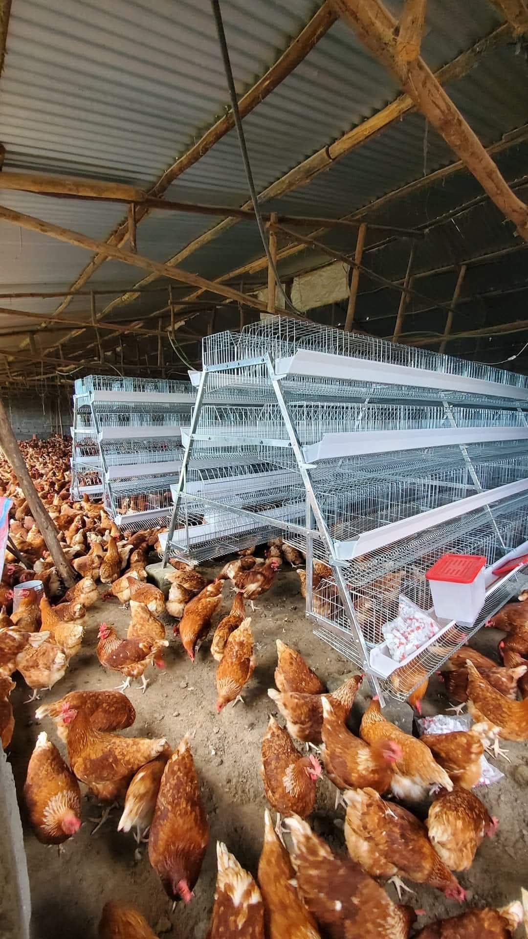 How Many Chicken Cages Can Fit in a Poultry House in Kenya?
