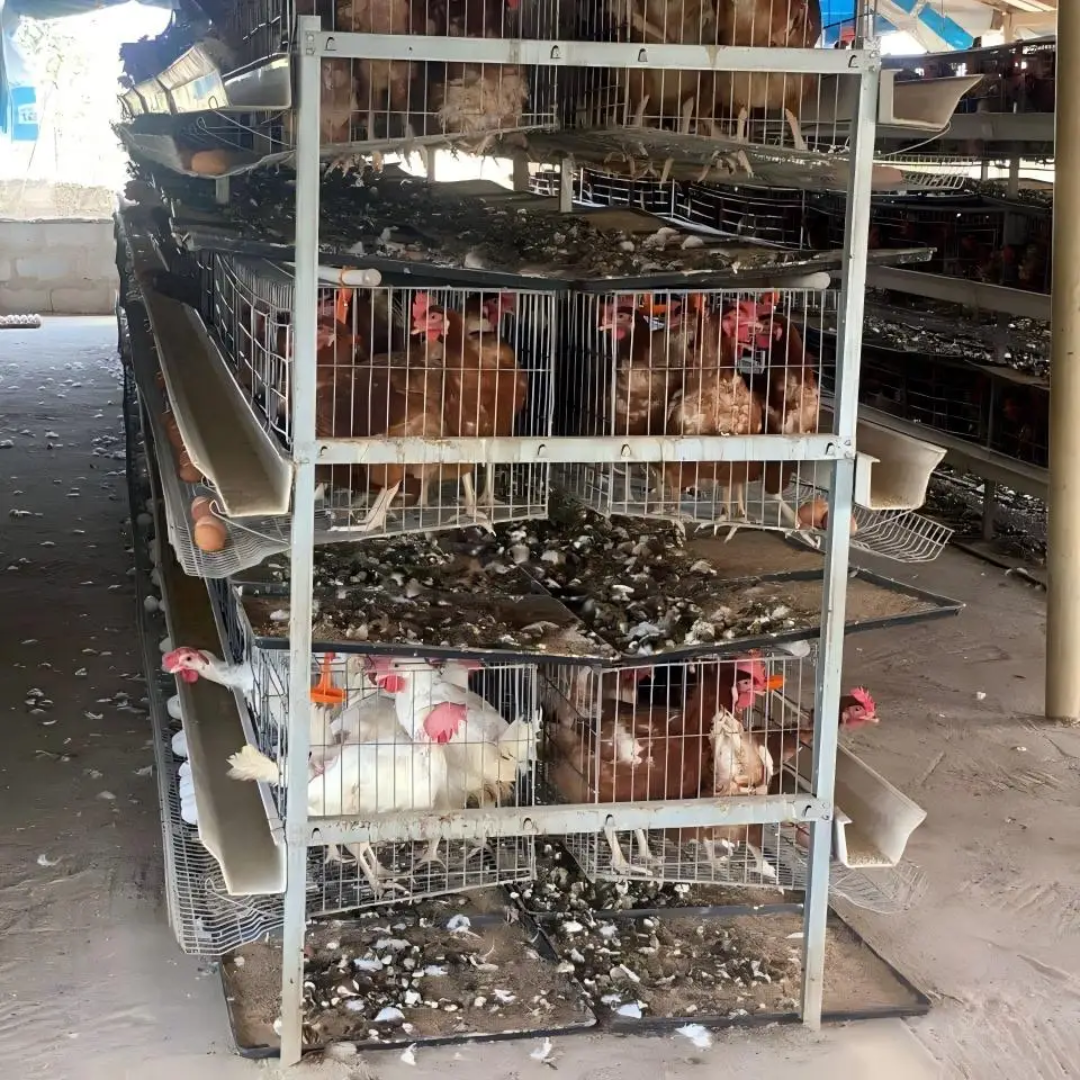 96 Birds H-Type Layer Chicken Cage in Kenya